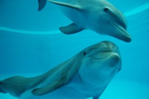 Barcelona Zoo: Dolphins