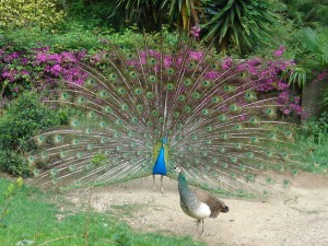 Barcelona Zoo: Peacocks