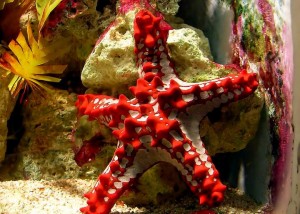 Barcelona Aquarium, Starfish