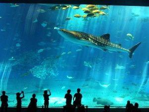 Barcelona Aquarium for Kids