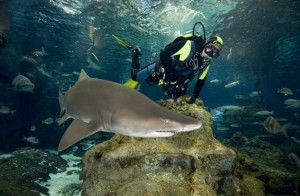 Swimming with Sharks, Barcelona