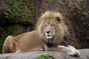 King of the Jungle, Barcelona Zoo King of the Jungle, Barcelona Zoo