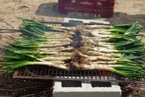 Calçots